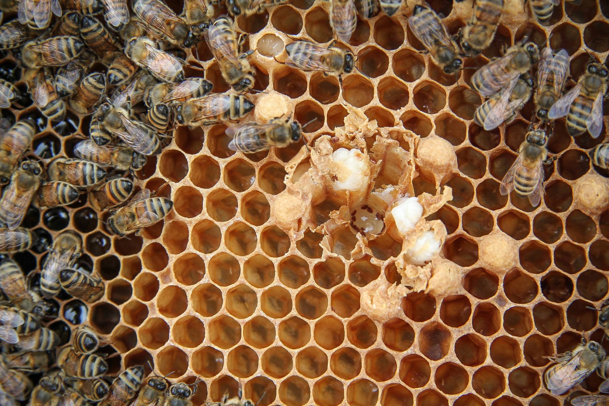 الفوعة تعتمد على درجة الحرارة من الفطرية إلزامية والاختيارية مسببات الأمراض من نحل العسل الحضنةTemperature dependent virulence of obligate and facultative fungal pathogens of honeybee brood