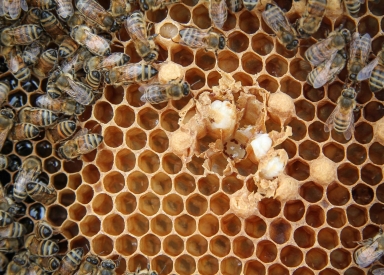 راحة التمثيل الغذائي و الحد الأقصى الحرج للحرارة للدبابير الشرقية (Vespula sp (Vespula sp) Resting metabolism and critical thermal maxima of vespine wasps (Vespula sp.)
