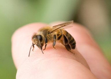 العلاج بمنتجات النحل – الصحة والشفاء من النحلAPITHERAPY – HEALTH AND HEALING FROM THE BEES
